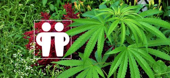 Samodlingsväxter som stärker och skyddar din cannabisodling