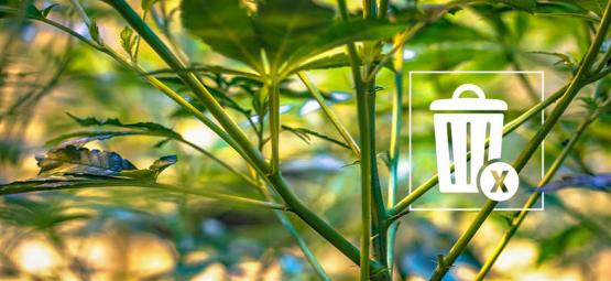 Vad du kan göra med överblivna cannabisstjälkar