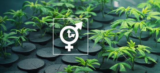 Är det möjligt att ta sticklingar från en Autoflower-sort?