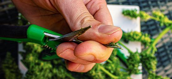 Så rengör du trimningssaxar för cannabis
