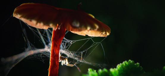 Spindlar på droger: Hur påverkar olika substanser djur och insekter?