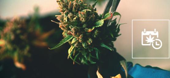 Så snabbar du upp cannabissens blomning och skördar tidigare