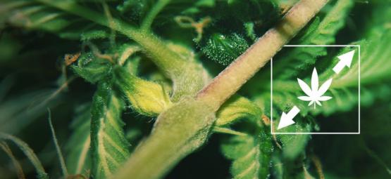 Så undviker du att cannabisplantor blir rangliga