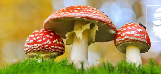 Kopplingarna mellan magiska svampar och julen
