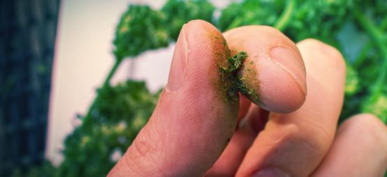 Vad du kan göra åt klibbiga cannabisfingrar