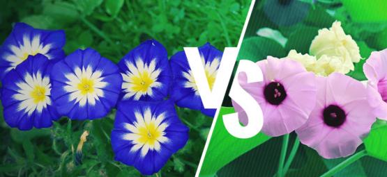 Morning glory vs. hawaiian baby woodrose: vad är skillnaden?
