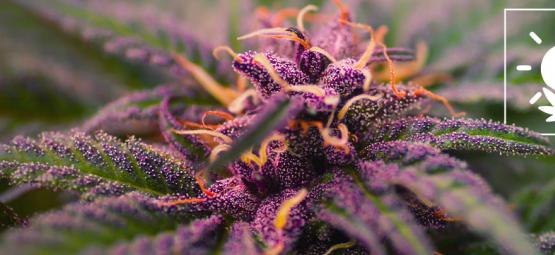 Så odlar du lila cannabis