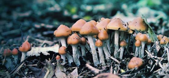 Vad är Psilocybe azurescens och hur odlar man den?