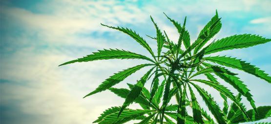 De bästa cannabisfröna att odla i varmt klimat