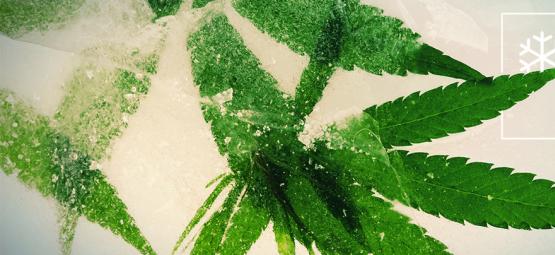 De bästa cannabisfröna att odla i kallare klimat