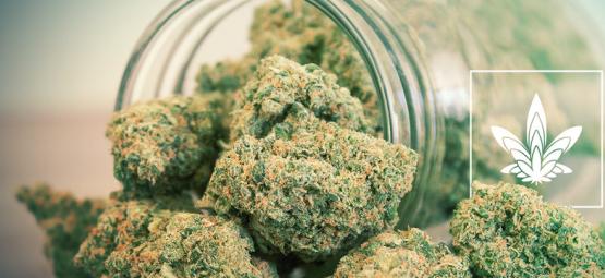 Så odlar du enorma cannabisblommor: 10 steg till framgång