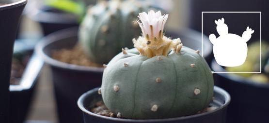 Lophophora decipiens: en snabbareväxande peyote