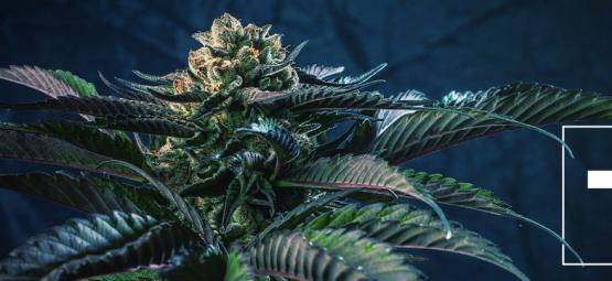 7 cannabissorter som matchar de sju dödssynderna