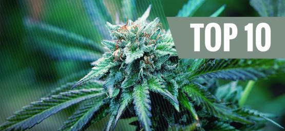 Topp 10 medicinska cannabissorter