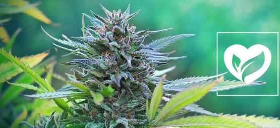 Är cannabis veganskt?