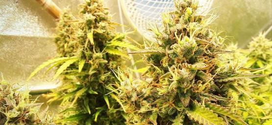 Är foxtailing på cannabis dåligt?