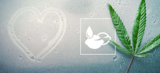 De bästa cannabisfröna för tropiska klimat