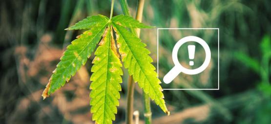 5 problem som kan uppstå under cannabisens blomningsfas
