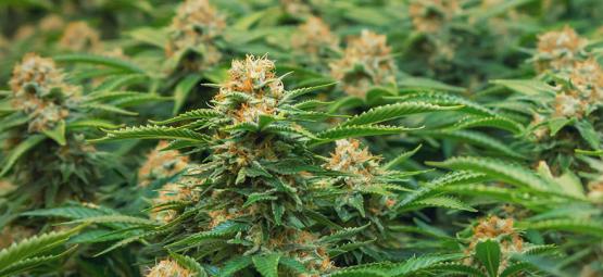 Speciala cannabissorter för SOG från Philosopher Seeds