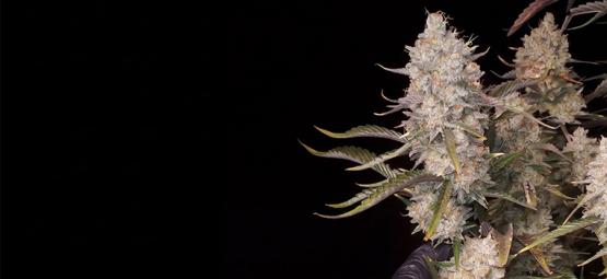 Topp 5 högavkastande autoflower-sorter