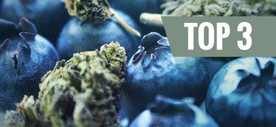 Ursprunget till Blueberry-cannabis och de tre bästa Blueberry-sorterna
