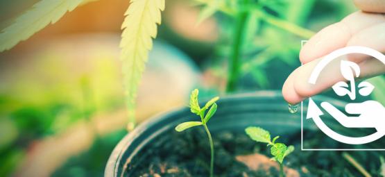 De olika stadierna i cannabisodling och varför de är viktiga
