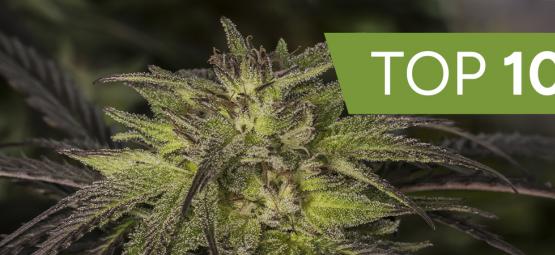 Topp 10 hybrida cannabissorter