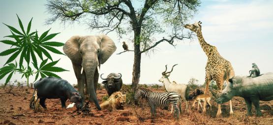 Följ med på safari med dessa 5 cannabissorter som påminner om The Big Five