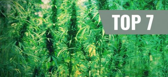 Topp 7 klassiska cannabissorter och deras skapare