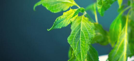 Så bearbetar du din Salvia divinorum-planta