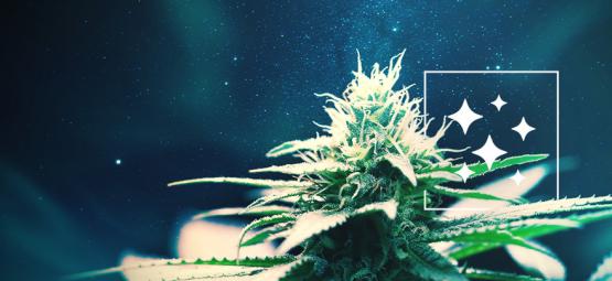 Ursprunget till Northern Lights och topp 3 cannabissorter av Northern Lights