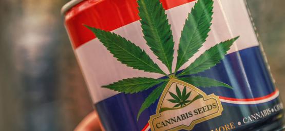 Nederwiet! Allt om nederländsk cannabis och de tre främsta cannabissorterna som tagits fram i Nederl