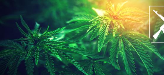 Ursprunget till AK-47-cannabis och de 3 bästa AK-47-sorterna