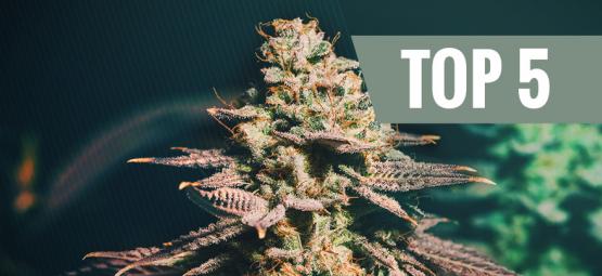 Topp 5 cannabissorter för odlare som ligger efter