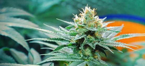 Ursprunget till Amnesia-cannabis och de 3 bästa Amnesia-sorterna