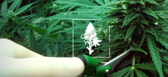 Topp 4 beskärningstekniker för dina cannabisplantor