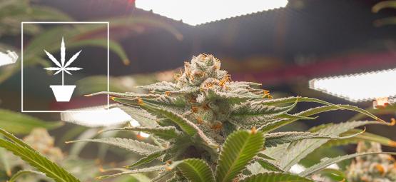 De bästa cannabisfröna för inomhusodling
