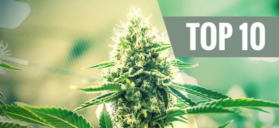 Topp 10 Kush-cannabissorter