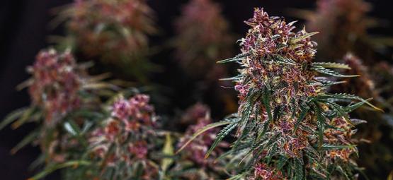 Topp 10 snabbast växande cannabissorter 2026