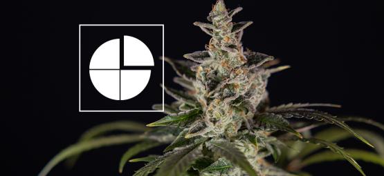De bästa sorterna med 1:1-förhållande mellan THC och CBD