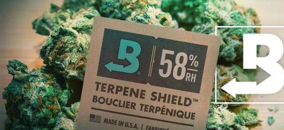 Så håller du din cannabis extra fräsch med Boveda