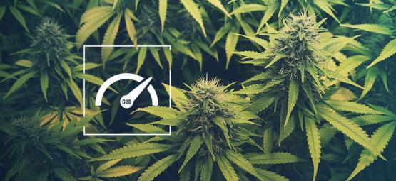 Så ökar du CBD-nivåerna när du odlar cannabis