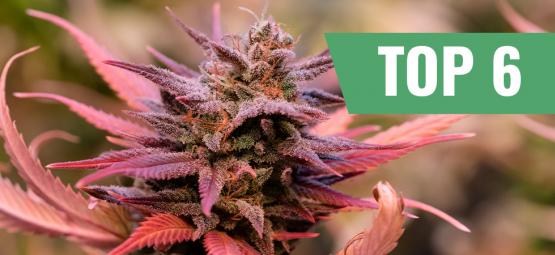 Topp 6 cannabissorter för alla hjärtans dag