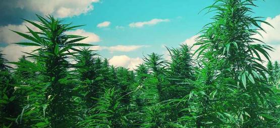 Topp 10 tips för att odla stora cannabisplantor