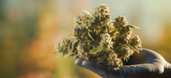 5 superklibbiga cannabissorter