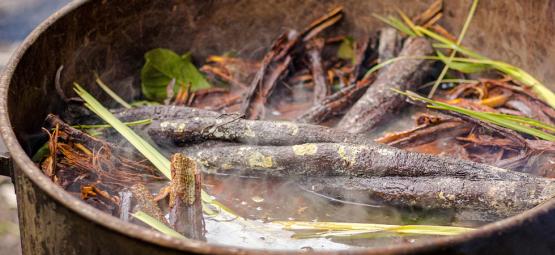 Ayahuasca – myter och fakta: Skilj sanning från myt