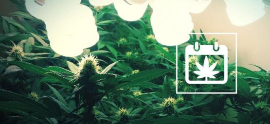 Perpetuell skörd: Så kan du skörda cannabis året runt