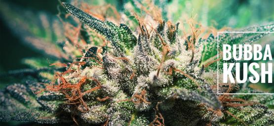 Sortrecension: Bubba Kush