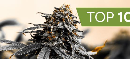 Topp 10 cannabissorter från Kannabia Seeds