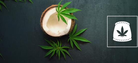 Använd kokosvatten som organisk gödning för cannabis